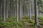 In bosco con il boscaiolo: escursione antichi mestieri con il guardaboschi - Museo Naturalistico di Asiago - 11 agosto 2022