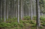 Im Wald mit dem Holzfäller: Ausflug antikes Handwerk mit dem Förster - Naturmuseum von Asiago - 25. August 2022