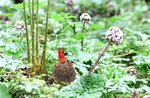 Escursione "Asiago da Fiaba" sulle leggende cimbre, ASIAGO GUIDE, 21 maggio 2016