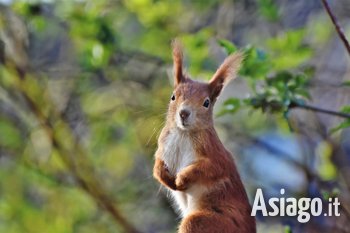 Animali all'alba