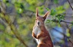 Animals at dawn: excursion with the faunista - Naturalistic Museum of Asiago - July 11, 2022