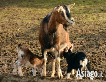 Escursione guidata in fattoria a Mezzaselva Escursione guidata in fattoria a Mezzaselva