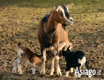 Escursione guidata in fattoria a Mezzaselva