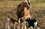 Escursione guidata “Fattoria di montagna" a Mezzaselva - 12 agosto 2021