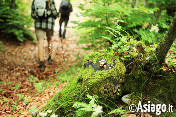 Escursione con accompagnatori a Camporovere, sull'Altopiano di Asiago