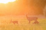 Geführte Exkursion gewidmet der Rehrücken mit ASIAGO GUIDE.11 Juni 2016