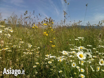 escursione sui luoghi di stern con asiago guide