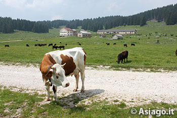 Giro delle Malghe Campo-Rosà con Guide Altopiano