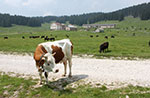 Giro delle Malghe Campo-Rosà Plateau Guide: Saturday July 6