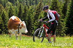 Itinerari e Percorsi per Mountain Bike (MTB) sull'Altopiano di Asiago Itinerari e Percorsi per Mountain Bike (MTB) sull'Altopiano di Asiago