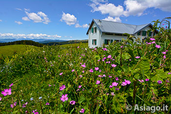 Malga Longara di Dietro, Altopiano di Asiago