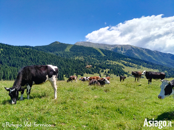 Mucche al pascolo in val formica Mucche al pascolo in val formica