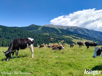 Mucche al pascolo in val formica