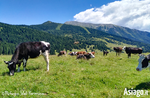 "ANDERE TERRE HUNTERS" - Geführte Exkursion in Val Formica - 3. August 2019
