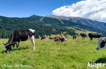 Geführte Exkursion mit Antonio und Lisa Cantele zu entdecken Hochgebirgspflanzen im Val Formica - 25. Juli 2020