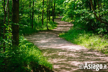 Sentiero nel bosco