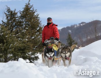 Escursioni con cani da slitta sull'Altopiano di Asiago
