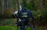 Macchinetta fotografica nel bosco Macchinetta fotografica nel bosco