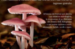 8° Mushroom Festival and nature from 16 to 20 August in Gallio 