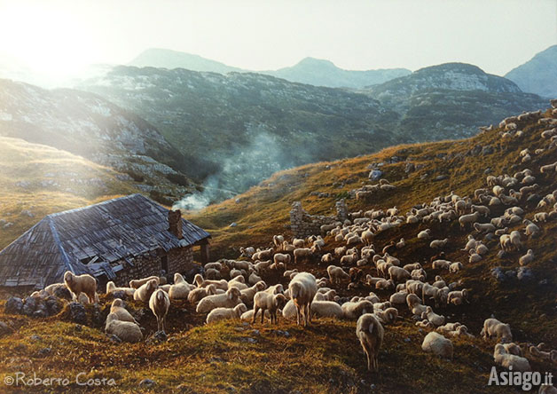 Le Pecore dell'Altopiano - Foto di Roberto Costa
