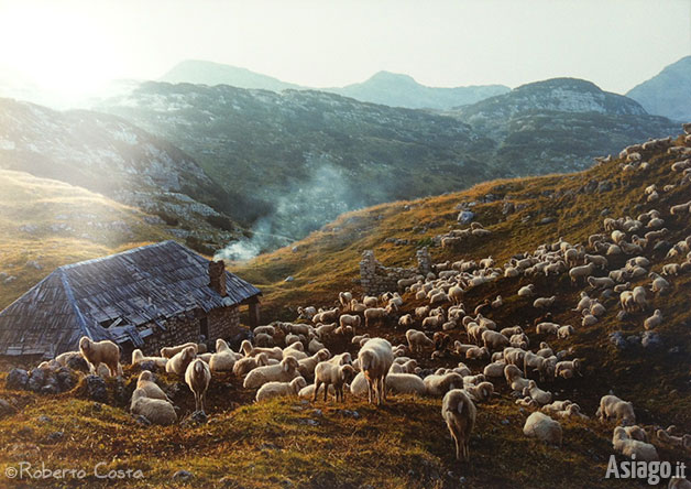 Le Pecore dell'Altopiano - Foto di Roberto Costa Le Pecore dell'Altopiano - Foto di Roberto Costa