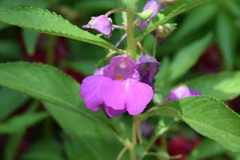 Balsamina Balsamina