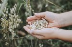 "Cereali da leccarsi le dita" - Laboratorio per bambini ad Asiago - 20 agosto 2019