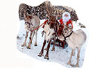 Here come Santa and his reindeers to gallium, Monday, December 24, 2012