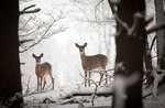 Excursion with the gamekeeper by the naturalistic Museum educational "Patrizio Rigoni" di Asiago-4 January 2019