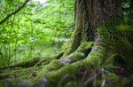 Bagno di foresta