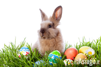 Coniglio e uova di Pasqua