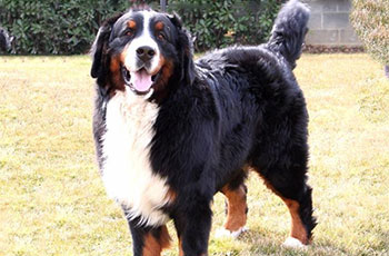 Raduno Bovaro del Bernese Gallio