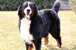 3° Meeting del Bernese mountain dog to Gallio, 28 July