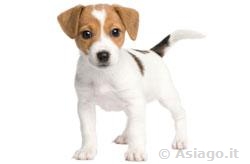 Jack Russell