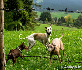 Dimostrazione del lavoro dei cani con le pecore