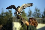 Falconry and Christmas concert in Gomarolo and drinking fountains Conco-Altopiano di Asiago, December 18, 2016