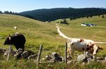 Bike ride with E-Bike: Alpine Hut from Campolongo to the plateau of Vezzena-13 August 2017