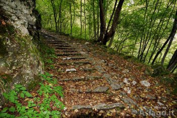 Tra gli alberi sulla Calà del Sasso, Valsugana - Altopiano di Asiago