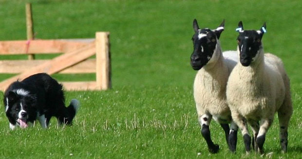 Sheepdog ad Asiago Sheepdog ad Asiago