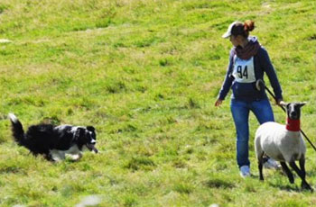 Asiago Sheepdog Trials