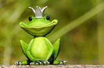 NATURE THEATRE: The broad-mouthed frog. Family experience in Asiago - July 31, 2021