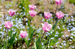 ' NDEMO CIAMARE MARSO, traditional festival of early spring, Altopiano d'asiago