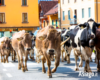 La transumanza di Malga Mazze Inferiori, Lugo - Asiago