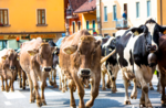 La transumanza di Malga Mazze Inferiori, Lugo - Asiago