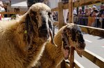 Back the party of the sheep of Foza-27 August 2017