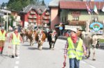 The Transhumance of the WHEELBARROW, Treschè Conca, Asiago plateau 27/09