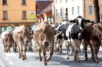 Transumanza sull'Altopiano di Asiago