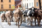 The Transhumance of MALGA CAMPOMEZZAVIA, September 28, 2014 Asiago