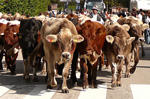 Traditional appointment of transhumance, Enego 22 September 23, 2012