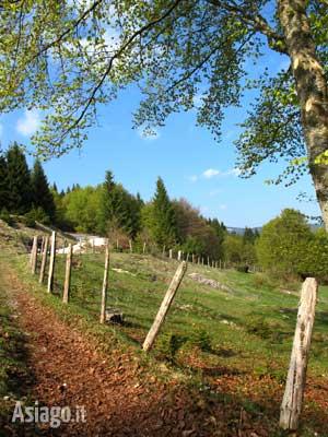 Asiago Estate